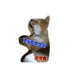 クマ吉くん（個別スタンプ：8）