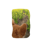 柴犬と猫の日常（個別スタンプ：1）
