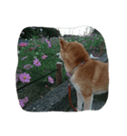 柴犬と猫の日常（個別スタンプ：2）