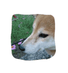 柴犬と猫の日常（個別スタンプ：3）