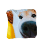 柴犬と猫の日常（個別スタンプ：4）