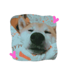 柴犬と猫の日常（個別スタンプ：5）