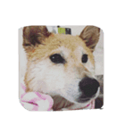柴犬と猫の日常（個別スタンプ：6）