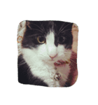 柴犬と猫の日常（個別スタンプ：7）