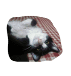 柴犬と猫の日常（個別スタンプ：8）