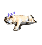 dogs chill（個別スタンプ：2）