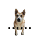 dogs chill（個別スタンプ：5）