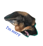 dogs chill（個別スタンプ：6）