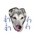 dogs chill（個別スタンプ：8）