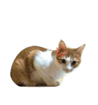 cute of two cats（個別スタンプ：1）