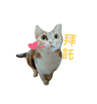 cute of two cats（個別スタンプ：2）