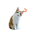 cute of two cats（個別スタンプ：3）