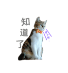 cute of two cats（個別スタンプ：4）