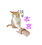 cute of two cats（個別スタンプ：8）