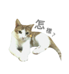cute of two cats（個別スタンプ：9）