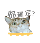cute of two cats（個別スタンプ：10）