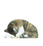 cute of two cats（個別スタンプ：11）