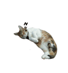 cute of two cats（個別スタンプ：12）