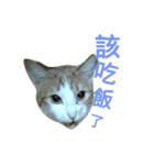 cute of two cats（個別スタンプ：13）