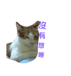 cute of two cats（個別スタンプ：15）