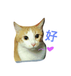 cute of two cats（個別スタンプ：16）