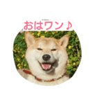 柴犬しーちゃんvol.1（個別スタンプ：1）