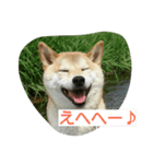 柴犬しーちゃんvol.1（個別スタンプ：2）