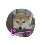 柴犬しーちゃんvol.1（個別スタンプ：4）