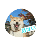 柴犬しーちゃんvol.1（個別スタンプ：5）