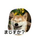 柴犬しーちゃんvol.1（個別スタンプ：6）