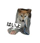 柴犬しーちゃんvol.1（個別スタンプ：7）
