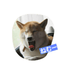 柴犬しーちゃんvol.1（個別スタンプ：8）