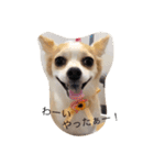 チワワのぴめちゃん(第二段)（個別スタンプ：11）