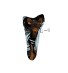dog*（個別スタンプ：3）