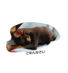 dog*（個別スタンプ：5）