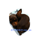 dog*（個別スタンプ：6）