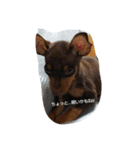 dog*（個別スタンプ：7）