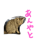 Becky. Juliet ＆ Shiro 2（個別スタンプ：18）