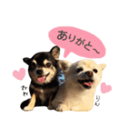 りんとねねとちょこ（個別スタンプ：1）