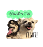 りんとねねとちょこ（個別スタンプ：2）