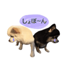 りんとねねとちょこ（個別スタンプ：5）