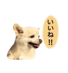 りんとねねとちょこ（個別スタンプ：6）