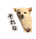 りんとねねとちょこ（個別スタンプ：9）