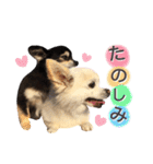 りんとねねとちょこ（個別スタンプ：10）