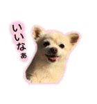 りんとねねとちょこ（個別スタンプ：11）