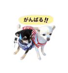 りんとねねとちょこ（個別スタンプ：12）