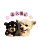 りんとねねとちょこ（個別スタンプ：15）