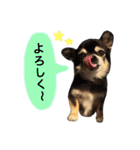 りんとねねとちょこ（個別スタンプ：16）