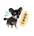 りんとねねとちょこ（個別スタンプ：17）