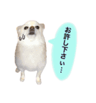 りんとねねとちょこ（個別スタンプ：18）